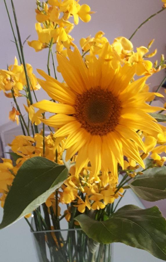 Il Girasole Del Lago Piediluco Eksteriør bilde